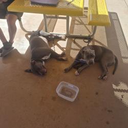 Found/Stray Female Dog last seen 4th and Edith, Albuquerque, NM 87107