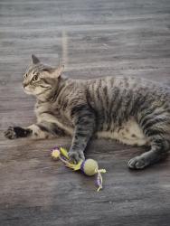 Lost Female Cat last seen Powers/aerotech, Colorado Springs, CO 80916