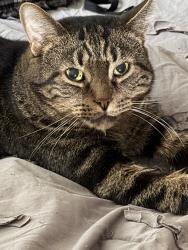 Lost Male Cat last seen Shallowford Rd, Atlanta, GA 30341