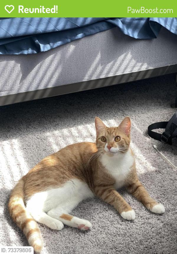 Reunited Female Cat last seen Ivy apmts, Tampa, FL 33613
