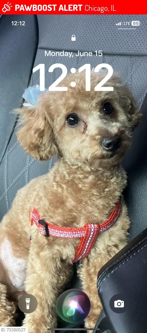 Lost Female Dog last seen Near S Ada st, Chicago, IL 60620