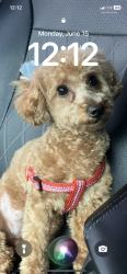Lost Female Dog last seen Near S Ada st, Chicago, IL 60620