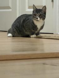 Reunited Female Cat last seen Near Church Street, Farmington, CT, Farmington, CT 06032