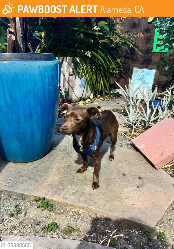 Found/Stray Unknown Dog last seen Frenside, Alameda, CA 94501