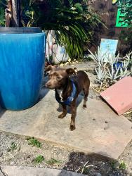 Found/Stray Unknown Dog last seen Frenside, Alameda, CA 94501