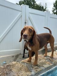 Lost Male Dog last seen Intersection of South Salem and Farve, Conway, AR 72034