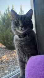 Lost Male Cat last seen sky vista and trading post, Reno, NV 89506