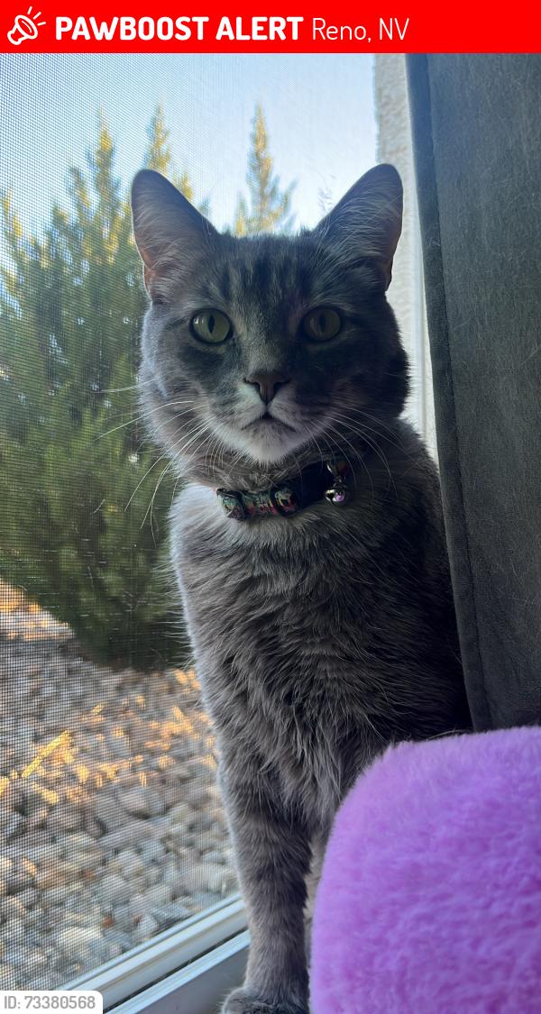 Lost Male Cat last seen sky vista and trading post, Reno, NV 89506