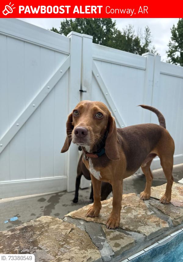 Lost Male Dog last seen Intersection of South Salem and Farve, Conway, AR 72034