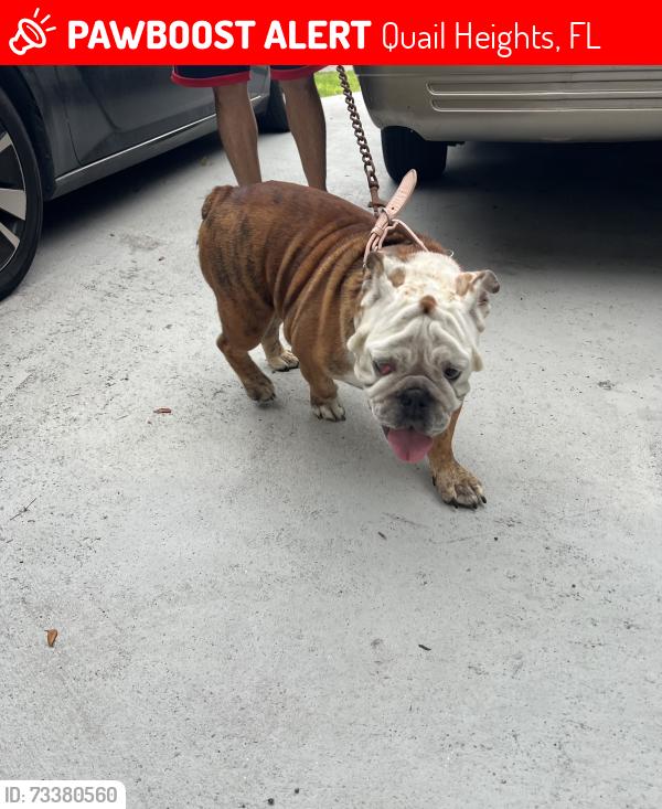 Lost Female Dog last seen Eureka and 153rd ct, Quail Heights, FL 33187