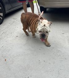 Lost Female Dog last seen Eureka and 153rd ct, Quail Heights, FL 33187