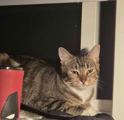 Lost Female Cat last seen Please just check any neighbor hoods nearby, Kent, WA 98032