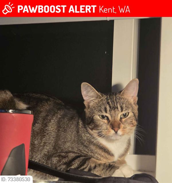Lost Female Cat last seen Please just check any neighbor hoods nearby, Kent, WA 98032
