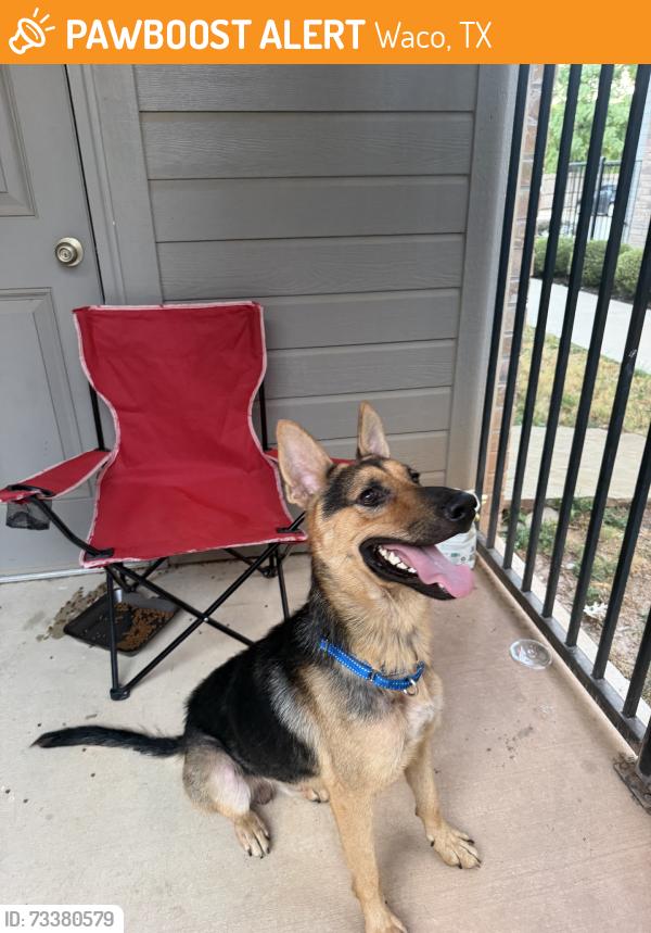 Found/Stray Male Dog last seen Baylor Village apmts &cndmnium, Waco, TX 76706