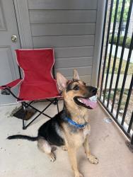 Found/Stray Male Dog last seen Baylor Village apmts &cndmnium, Waco, TX 76706