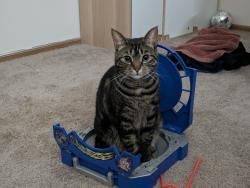 Lost Female Cat last seen S Cleve Mass Rd, Sunset Trailer Park, Norton, OH 44203