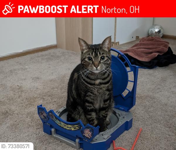 Lost Female Cat last seen S Cleve Mass Rd, Sunset Trailer Park, Norton, OH 44203