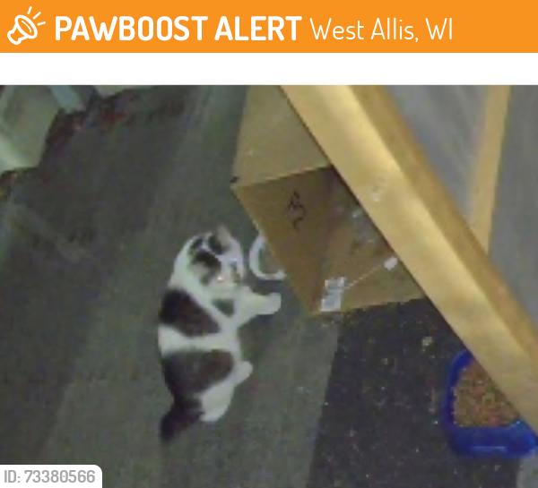 Found/Stray Unknown Cat last seen 75th and Lapham, West Allis, WI 53214