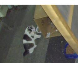 Found/Stray Unknown Cat last seen 75th and Lapham, West Allis, WI 53214