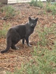 Lost Male Cat last seen Lindenmeier and Main, Fort Collins, CO 80524