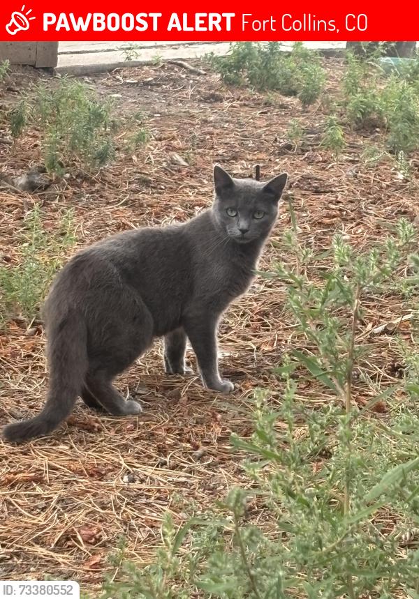 Lost Male Cat last seen Lindenmeier and Main, Fort Collins, CO 80524