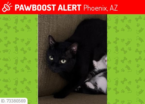 Lost Male Cat last seen N norterra parkway neighborhood, Phoenix, AZ 85085