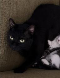 Lost Male Cat last seen N norterra parkway neighborhood, Phoenix, AZ 85085