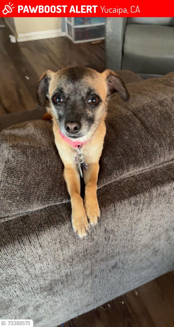 Lost Female Dog last seen 4th and Yucaipa blvd, Yucaipa, CA 92399