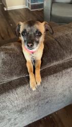 Lost Female Dog last seen 4th and Yucaipa blvd, Yucaipa, CA 92399