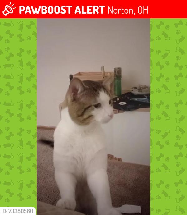 Lost Male Cat last seen S Cleve-Mass Rd, Sunset Trailer Park, Norton, OH 44203