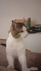 Lost Male Cat last seen S Cleve-Mass Rd, Sunset Trailer Park, Norton, OH 44203
