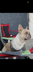 Reunited Male Dog last seen Maywood, CA 90270, USA, Maywood, CA 90270