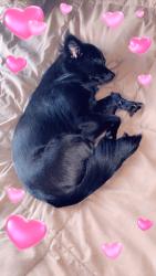 Lost Female Dog last seen Oak Haven Lane & Rehobeth Church Rd. Off of Hwy 226, Shelby, NC 28150
