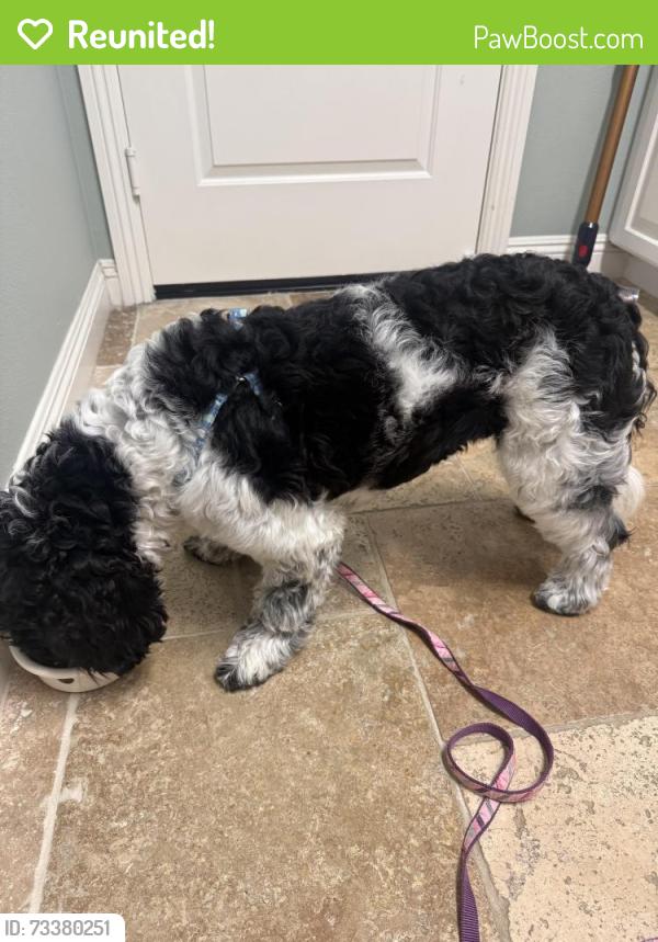 Reunited Female Dog last seen Sitio Tortuga & Corintia, Carlsbad, CA 92009