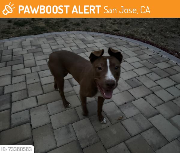 Found/Stray Female Dog last seen Cherry Glenn and Hamilton Way, San Jose, CA 95150
