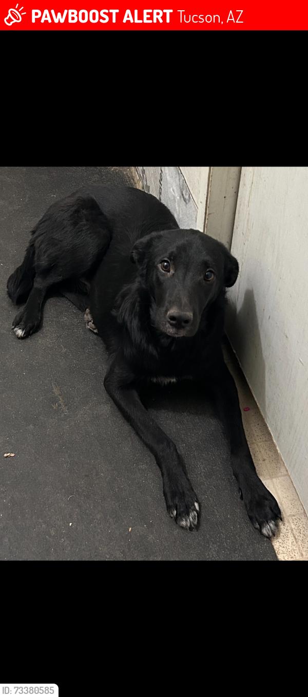 Lost Male Dog last seen Mission and ajo, Tucson, AZ 85713