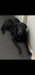 Lost Male Dog last seen Mission and ajo, Tucson, AZ 85713