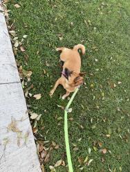 Lost Female Dog last seen Whitsett & Sarah st, Los Angeles, CA 91604