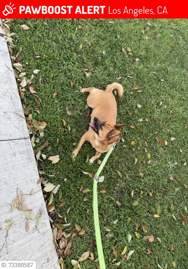 Lost Female Dog last seen Whitsett & Sarah st, Los Angeles, CA 91604