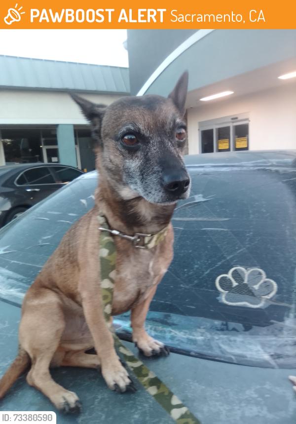 Found/Stray Male Dog last seen Auburn Blvd and Morse abe, Sacramento, CA 95821