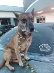 Found/Stray Male Dog last seen Auburn Blvd and Morse abe, Sacramento, CA 95821