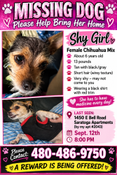 Lost Female Dog last seen Near th st f, Phoenix, AZ 85022