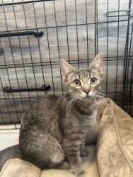 Found/Stray Female Cat last seen Churn creek, Redding, CA 96003