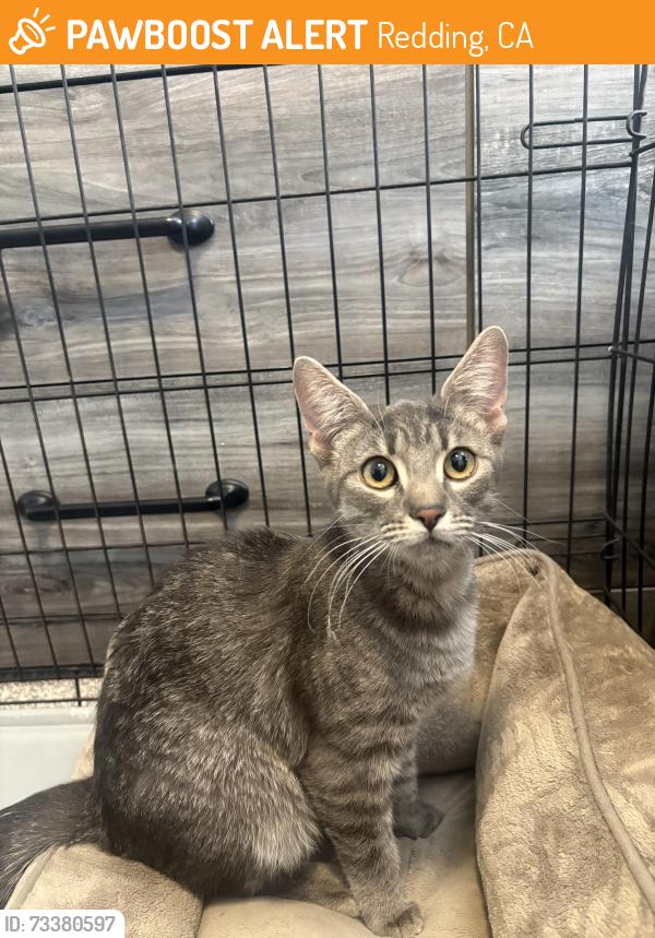 Found/Stray Female Cat last seen Churn creek, Redding, CA 96003
