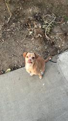 Lost Female Dog last seen Near Sony Way, Perris, CA 92570