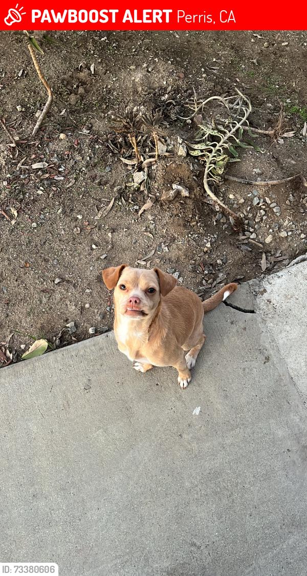 Lost Female Dog last seen Near Sony Way, Perris, CA 92570