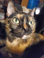 Lost Female Cat last seen Brooks and Cherry, Keizer, OR 97303