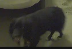 Found/Stray Unknown Dog last seen Sandy Creek Road and Adams Road, Fayetteville, GA 30214
