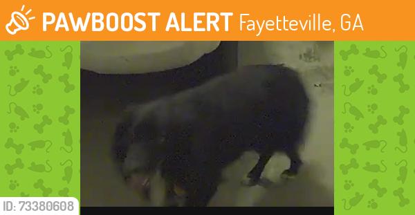 Found/Stray Unknown Dog last seen Sandy Creek Road and Adams Road, Fayetteville, GA 30214