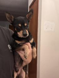 Found/Stray Male Dog last seen Se 42nd st and Sunnylane, Oklahoma City, OK 73129